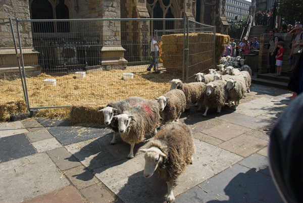 LAB Sheep Drive, © 2006, Peter Marshall