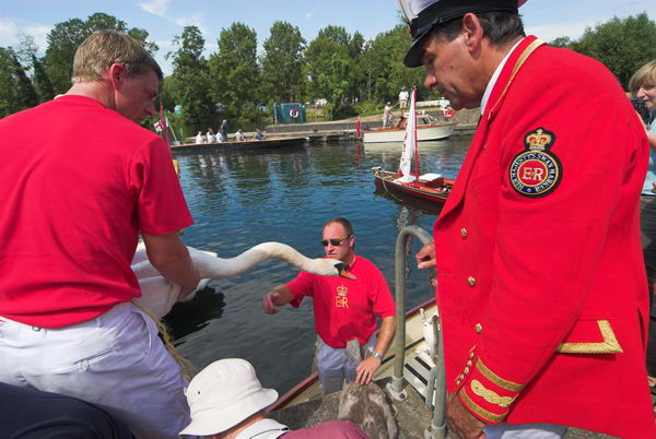 Swan Upping © 2006, Peter Marshall